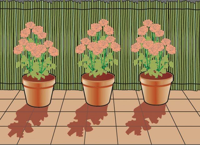 installare protezioni per evitare danni ai rami e alle foglie delle rose installare protezioni per evitare danni ai rami e alle foglie delle rose