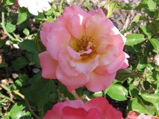 11-sommario-giugno 11-sommario-giugno