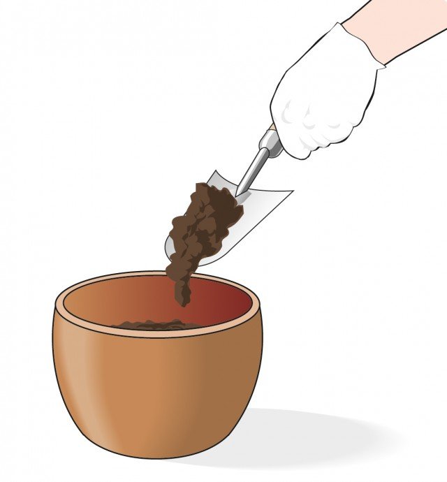 Preparare un vaso per la ninfea inserendo sul fondo terriccio da giardino miscelato a concime granulare a lenta cessione Preparare un vaso per la ninfea inserendo sul fondo terriccio da giardino miscelato a concime granulare a lenta cessione