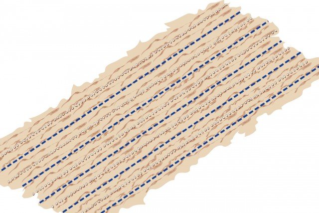 semina delle cipolline può essere fatta a spaglio oppure in file ordinate alla distanza di 15 cm l’una dall’altra semina delle cipolline può essere fatta a spaglio oppure in file ordinate alla distanza di 15 cm l’una dall’altra