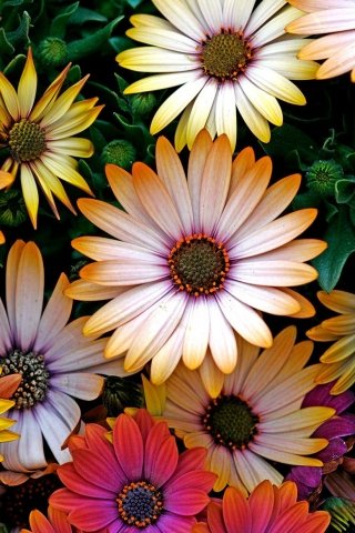 Dimorfoteca-amstudio Dimorfoteca-amstudio