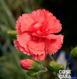 Dianthus serie Diana, garofano di colore rosso chiaro.
