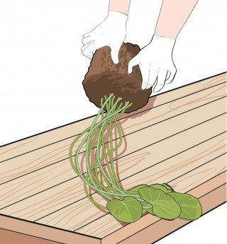 1. Estrarre la pianta dal vaso diventato piccolo. 1. Estrarre la pianta dal vaso diventato piccolo.