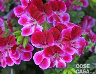 Pelargonium minigrandiflorum Burgundi