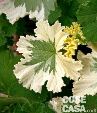 Pelargonium Charmay snow flurry