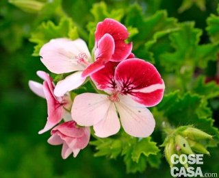 Pelargonium Cransley star