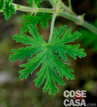 Pelargonium graveolens