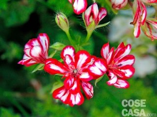 Pelargonium peltatum Crocketta