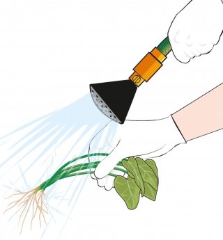 3. Lavare accuratamente il rizoma della porzione. 3. Lavare accuratamente il rizoma della porzione.