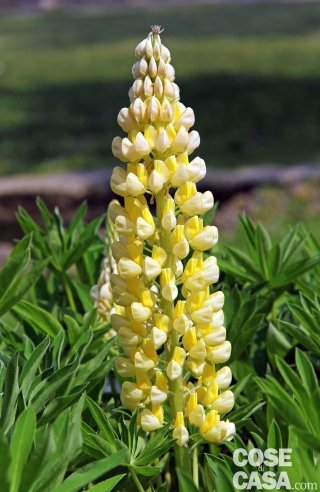 lupino nano Gallery yellow giallo lupino nano Gallery yellow giallo