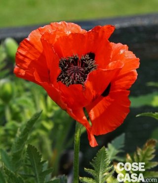 Papaver orientalis "Turkenlouis", dai petali rosso-arancio. Papaver orientalis "Turkenlouis", dai petali rosso-arancio.