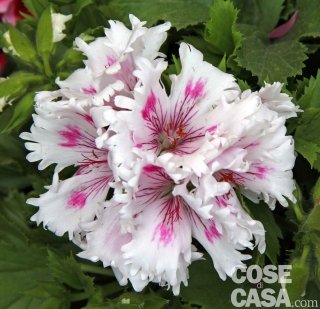 Pelargonium Fringed Ashram