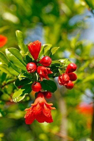 punica-granatum-amstudio punica-granatum-amstudio