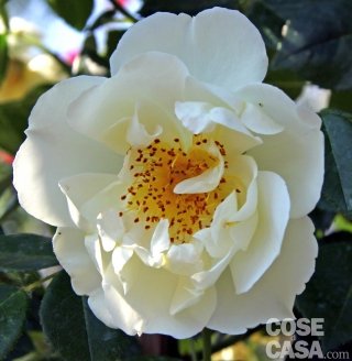 City of York City of York