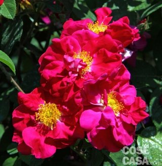 James Mason James Mason