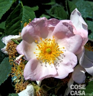 Rosa obtusifolia Rosa obtusifolia