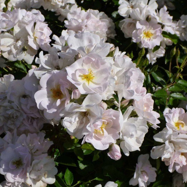 La rosa patio n. 17 di Davide Dalla Libera (Az. Agr. Novaspina) ha vinto in tre categorie: FLORIBUNDA, la più bella rosa italiana e la ROSA PER L'ARREDO URBANO. La rosa patio n. 17 di Davide Dalla Libera (Az. Agr. Novaspina) ha vinto in tre categorie: FLORIBUNDA, la più bella rosa italiana e la ROSA PER L'ARREDO URBANO.