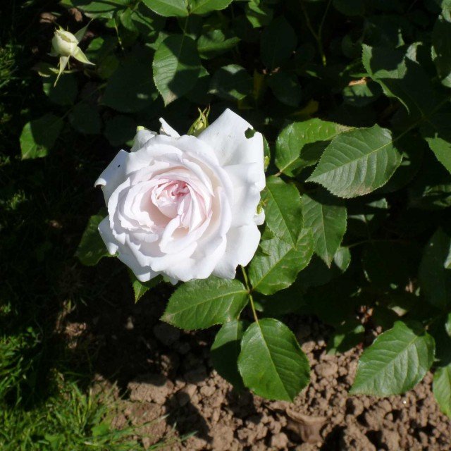 Nella categoria degli ibridi di Tea il premio è andato a una rosa bianco-rosata delicatissima, la n 45 dell’ibridatore Jerome Rateau (di Le Roses Anciennes André Eve) Nella categoria degli ibridi di Tea il premio è andato a una rosa bianco-rosata delicatissima, la n 45 dell’ibridatore Jerome Rateau (di Le Roses Anciennes André Eve)