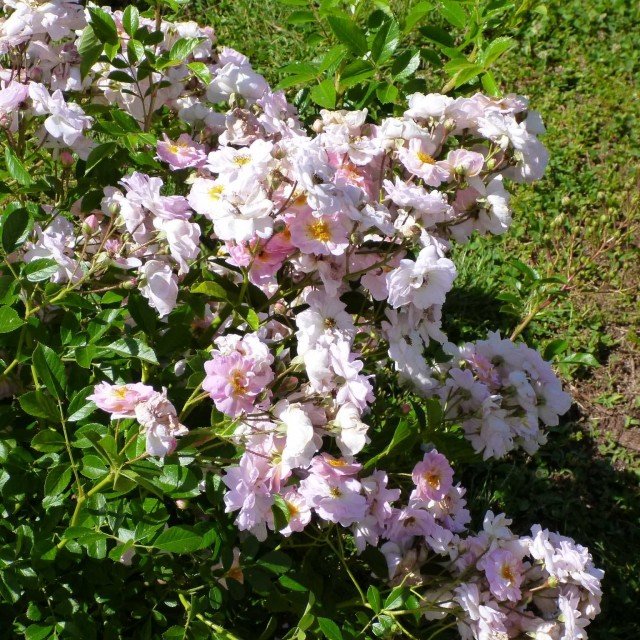CATEGORIE SHRUB, CLIMBER, GROUND COVER, MINIATURE: secondo posto VEL 12 mtare – Y 232 di Ann Velle Boudolf, Lens Roses CATEGORIE SHRUB, CLIMBER, GROUND COVER, MINIATURE: secondo posto VEL 12 mtare – Y 232 di Ann Velle Boudolf, Lens Roses
