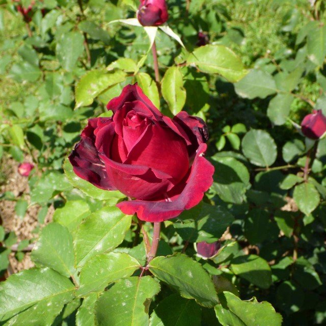 Il premio “LA ROSA PROFUMATA " - CORONA DELLA REGINA TEODELINDA è stato assegnato a un rosso ibrido di Tea di Alain Meilland denominato con il numero 28. Il profumo è floreale rosato, tipo R. Damascena, fruttato cassis (ribes nero) con una nota di testa agrumata (bergamotto), che le dona un sentore di the Earl Grey. Il premio “LA ROSA PROFUMATA " - CORONA DELLA REGINA TEODELINDA è stato assegnato a un rosso ibrido di Tea di Alain Meilland denominato con il numero 28. Il profumo è floreale rosato, tipo R. Damascena, fruttato cassis (ribes nero) con una nota di testa agrumata (bergamotto), che le dona un sentore di the Earl Grey.