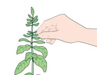Dopo circa un mese è opportuno cimare le infiorescenze del basilico Dopo circa un mese è opportuno cimare le infiorescenze del basilico