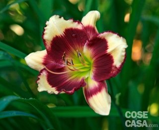 Hemerocallis varietà “Red eye fantasy”, dal bellissimo colore crema e porpora. Hemerocallis varietà “Red eye fantasy”, dal bellissimo colore crema e porpora.
