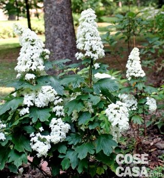 Ortensia bianca - Hydrangea quercifoglia varietà "Snow flake".