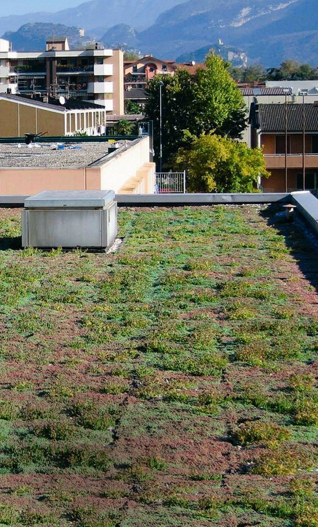 Il manto di copertura di tipo “estensivo” per il tetto piano è realizzato con sedum prevegetato. Tetto verde di Poliflor, www.poliflor.net Il manto di copertura di tipo “estensivo” per il tetto piano è realizzato con sedum prevegetato. Tetto verde di Poliflor, www.poliflor.net