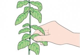 raccolta delle foglie di basilico deve essere effettuata con gradualità al momento del bisogno tagliandole con tutto il picciolo raccolta delle foglie di basilico deve essere effettuata con gradualità al momento del bisogno tagliandole con tutto il picciolo