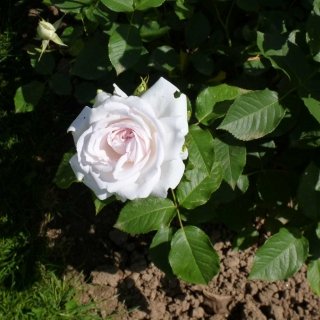 rosa bianco-rosata delicatissima dell’ibridatore Jerome Rateau rosa bianco-rosata delicatissima dell’ibridatore Jerome Rateau