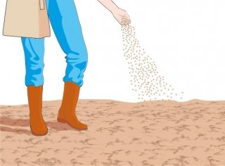 Seminare il basilico in pieno campo a spaglio miscelando i semi molto piccoli con sabbia Seminare il basilico in pieno campo a spaglio miscelando i semi molto piccoli con sabbia