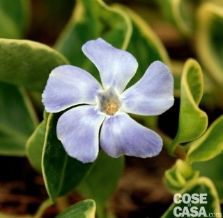 Vinca minor, pervinca dai fiori viola-azzurro.