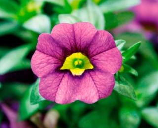 Calibrachoa blue Calibrachoa blue