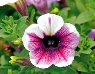 Potunia Potunia