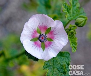 anisodontea-amstudio anisodontea-amstudio