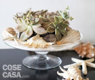 centrotavola con piante Graptopetalum, Echeveria, Sedum centrotavola con piante Graptopetalum, Echeveria, Sedum