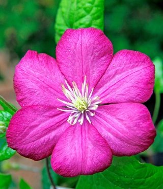 clematis-amstudio clematis-amstudio