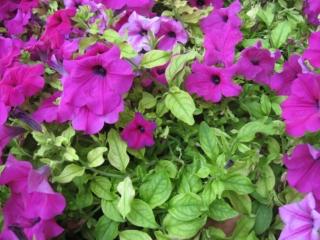 Spesso surfinia e petunia vengono confuse: in effetti le due piante sono davvero simili e solo un occhio esperto è in grado di notare le minime diferenze. Spesso surfinia e petunia vengono confuse: in effetti le due piante sono davvero simili e solo un occhio esperto è in grado di notare le minime diferenze.