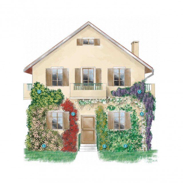 facciata di casa con rampicanti: rose, thunbergia, begonie, glicine, clematis, edera facciata di casa con rampicanti: rose, thunbergia, begonie, glicine, clematis, edera