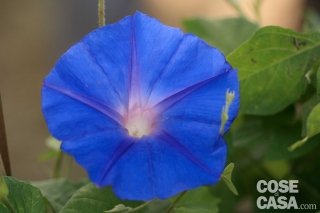 Ipomea learii - Ipomea blu