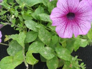 Il mal bianco (in foto si possono vedere le tipiche macchie biancastre) è una patologia molto diffusa tra le piante di surfinia. Il mal bianco (in foto si possono vedere le tipiche macchie biancastre) è una patologia molto diffusa tra le piante di surfinia.