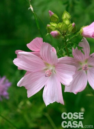 malva-moscata-amstudio malva-moscata-amstudio