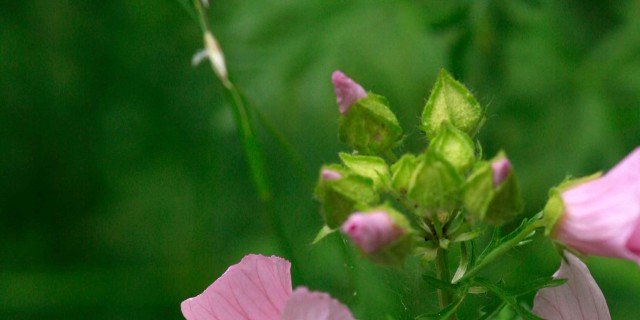 50 semi varieta rosa Malvarosa comune 