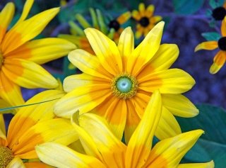 roudbeckia-amstudio roudbeckia-amstudio