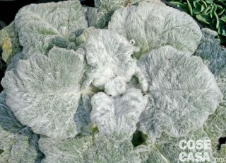 Salvia argentea con peli ispidi bianco argenteo Salvia argentea con peli ispidi bianco argenteo