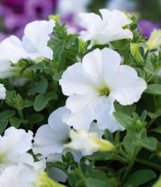 La surfinia è tra le piante più utilizzate nell'arredo urbano. La surfinia è tra le piante più utilizzate nell'arredo urbano.