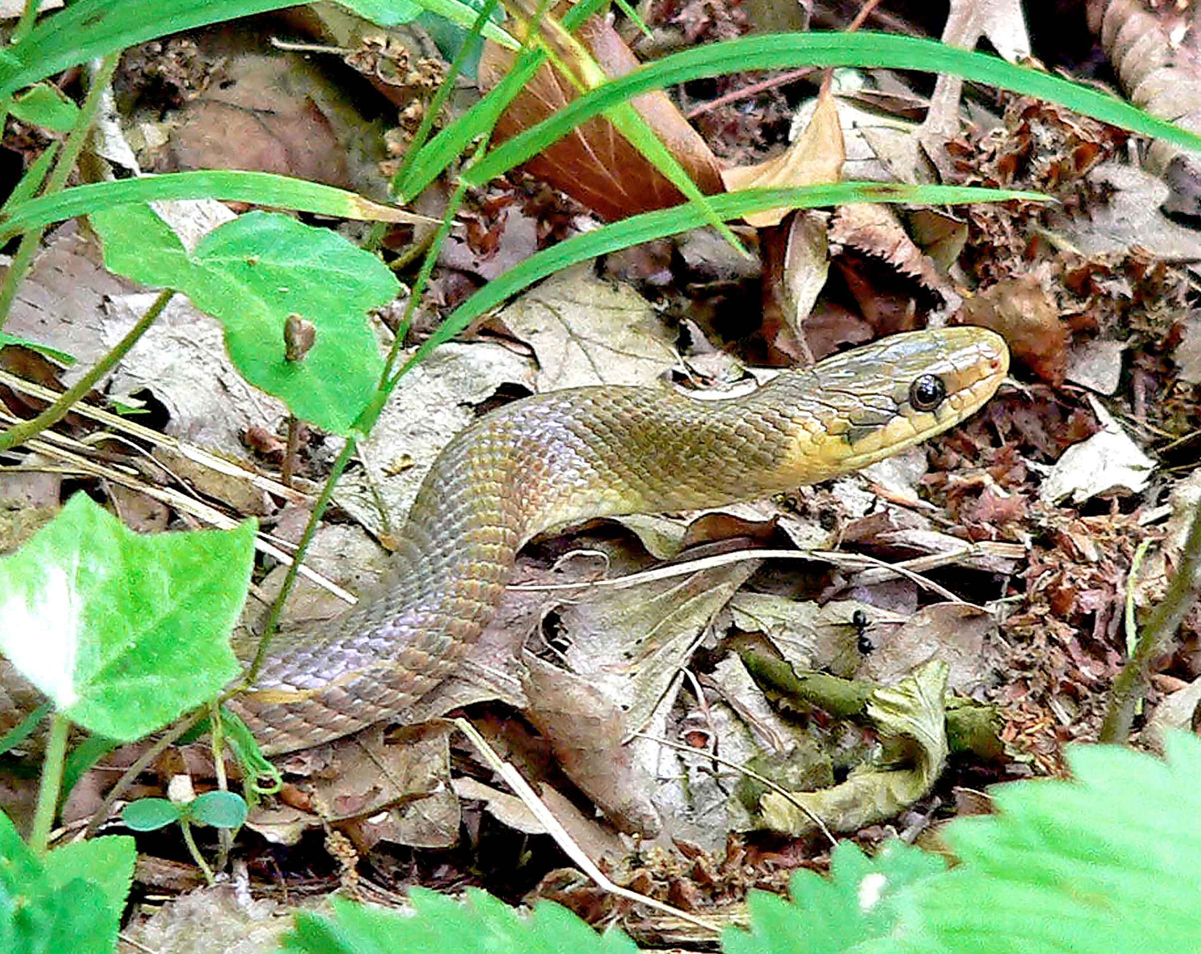 Savita – 3 Serpenti Di Gomma Realistici (120 Cm E 80 Cm) – Giocattoli Per Scherzi, Dissuasori Per Uccelli E Decorazioni Halloween