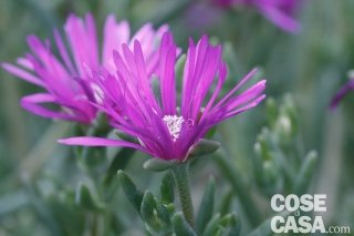 Delosperma-cooperi