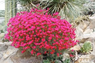 amanti del sole margherite fucsia