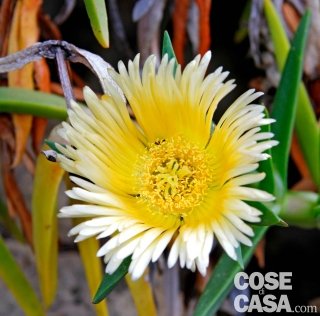 Carpobrotus acinaciformis fico degli ottentotti giallo e bianco